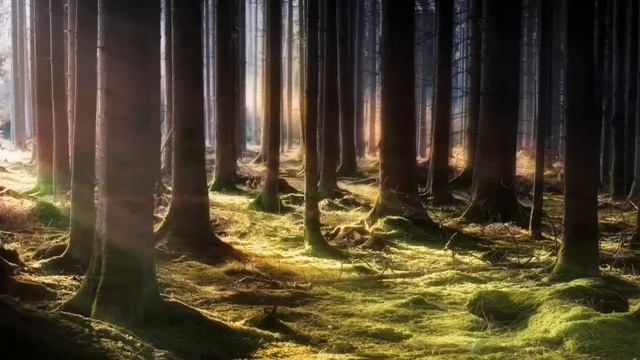 Яркий рассвет и тишина, прерванная пением птичек часть 6