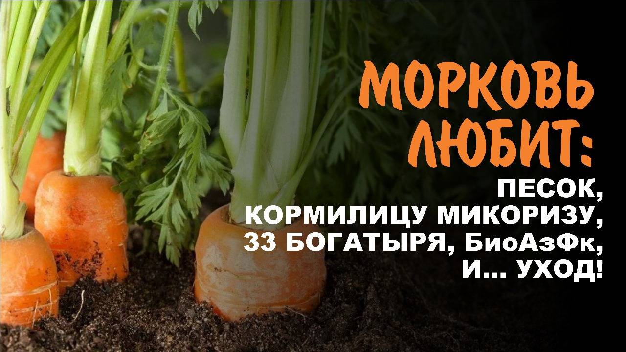 Лайфхак: как легко подготовить грядку под морковь с песком и биопрепаратами. Добрый В.Н. Морозов
