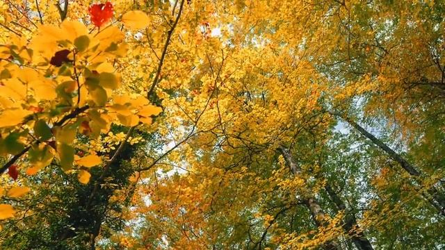 Восхитительные миграции животных, смотри