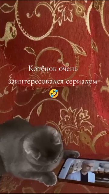 Котёнок киноман