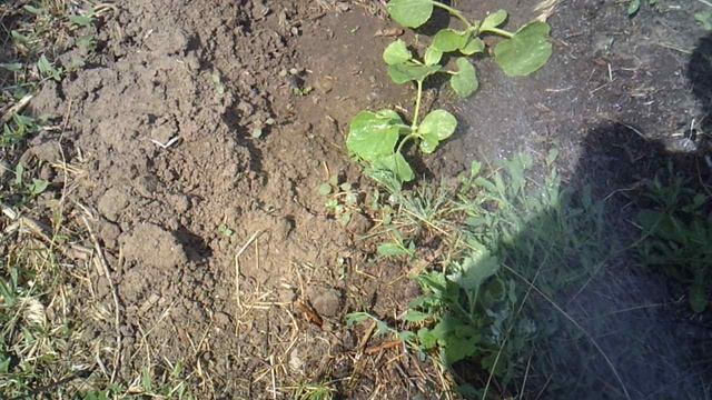 Обзор и полив лунки с тыквой сорта "Улыбка"