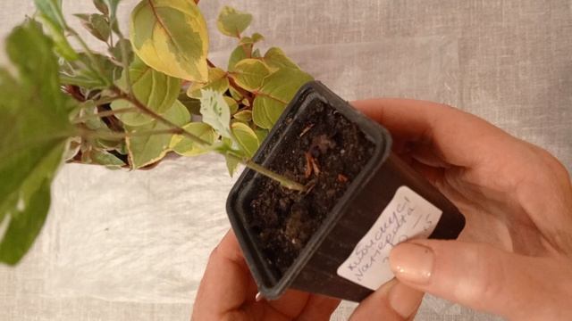 Растения из ботанического сада