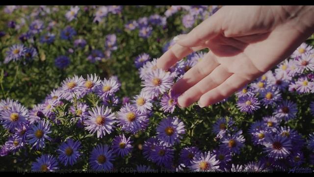 Кадры, снятые наномикроскопом - увидите невидимое! - Coast Highway -- A. A. Aalto -- Bright Corners