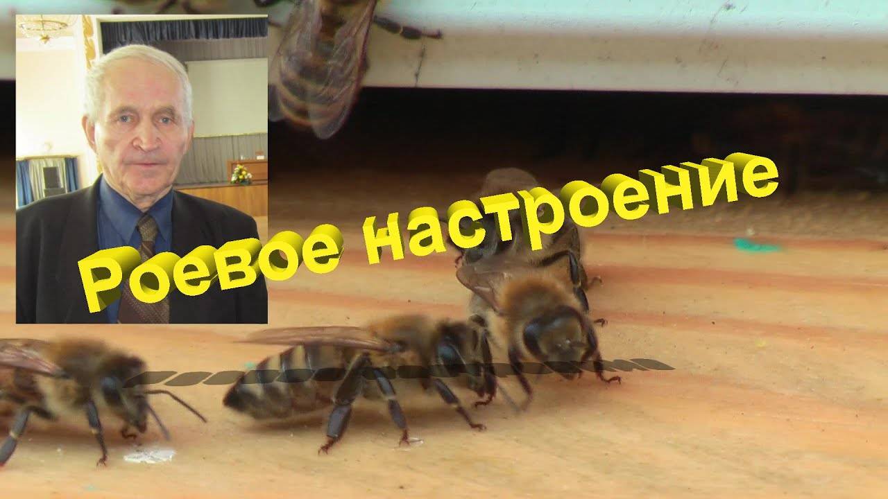 Профессор Кашковский: Как справиться с роевым настроением пчел – простые и эффективные методы