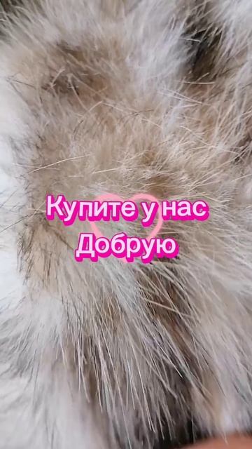 Как погладить злую кошку.