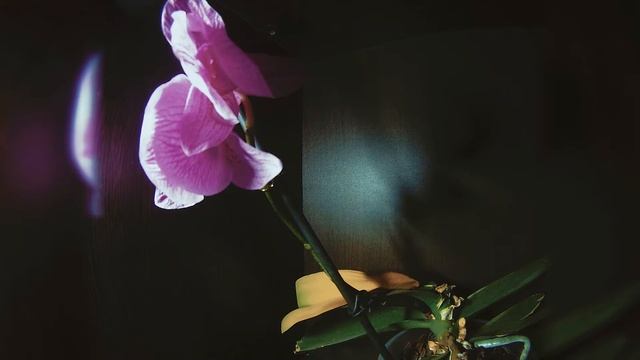 O R C H I D. Timelaplse