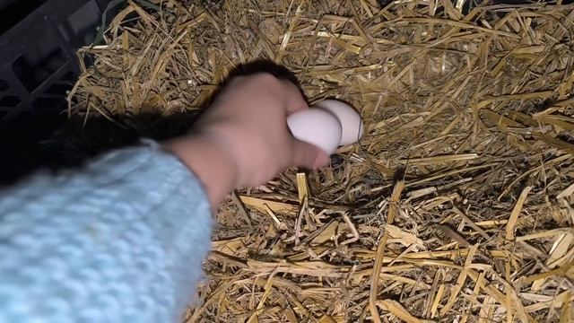 утро в деревне
