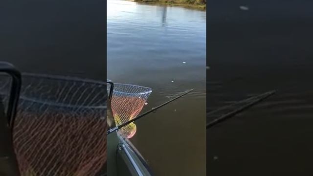 Рыболовная база "ВЕРХНЕЛЕБЯЖЬЕ FISH RESORT". 5 килограмм жереха на троллинг, р. Волга.