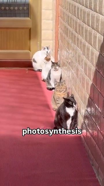 Котосинтез