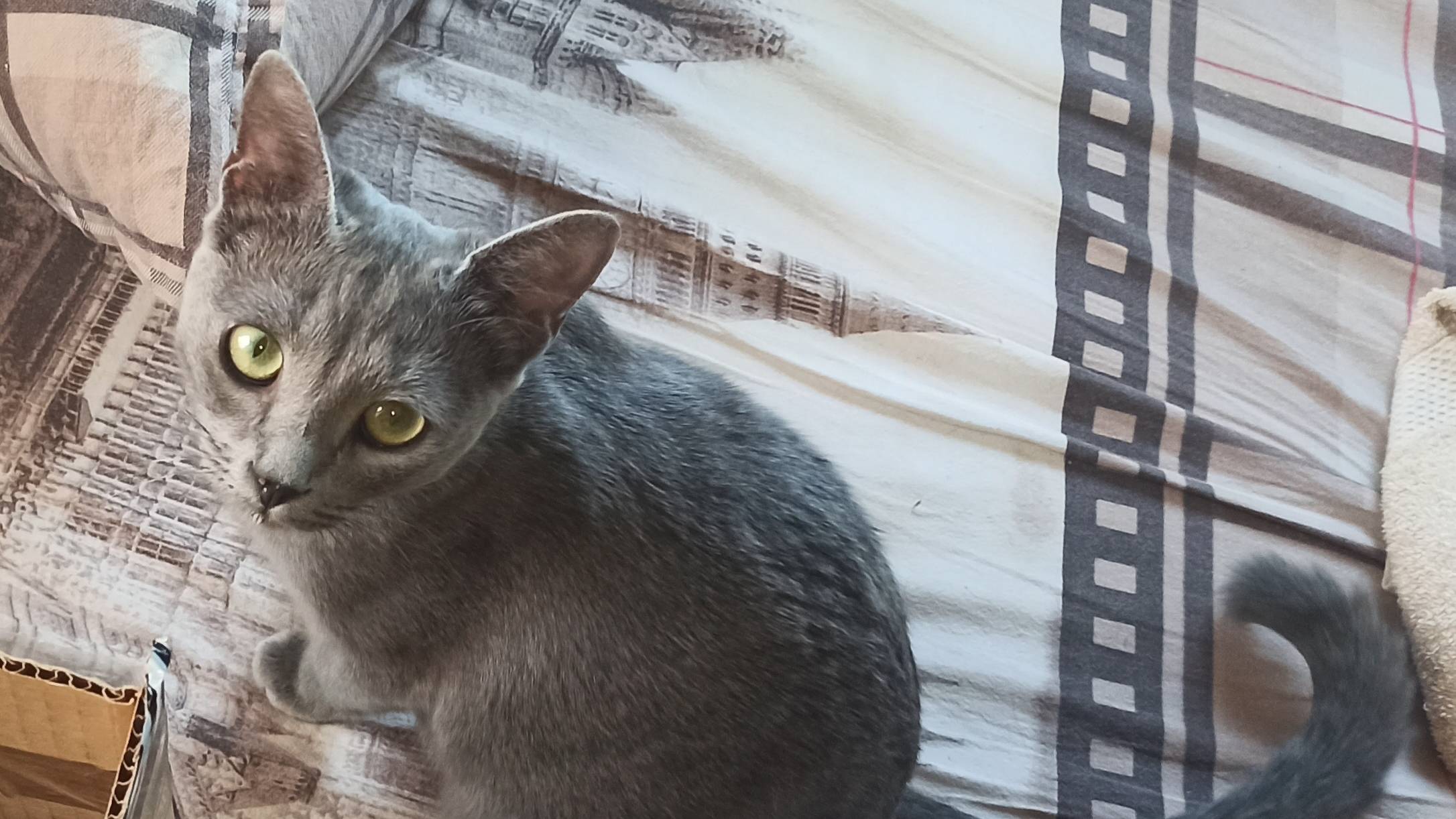 котята знакомятся с мышами 4