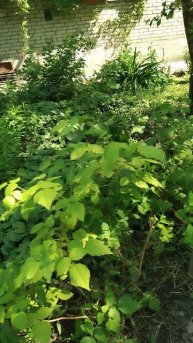 Клумба у дома, 15 июня 2025.