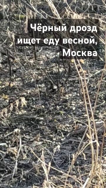 25 марта 2025 г.