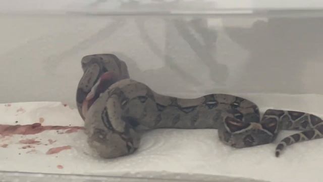 Первое кормление императорского удава малька. Boa constrictor imperator feeding