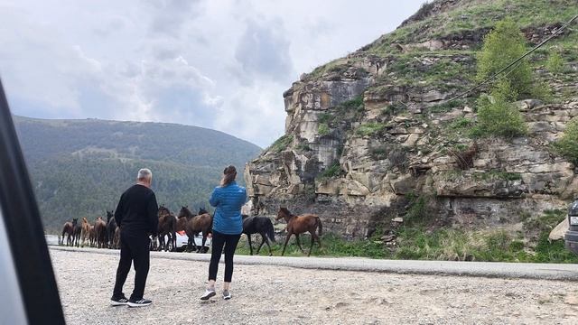 Табун лошадей в горах на Джилы - Су. Кабардино - Балкария.
