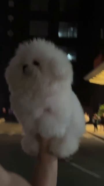 1000094641.mp4