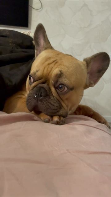 Important matters of a #FrenchBulldog Mr.Richie  #cute