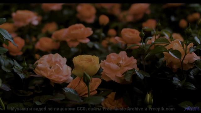 Что скрывает этот туман - Faded -- SUPERARE -- VI