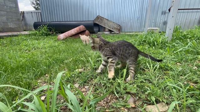 Влог котят!