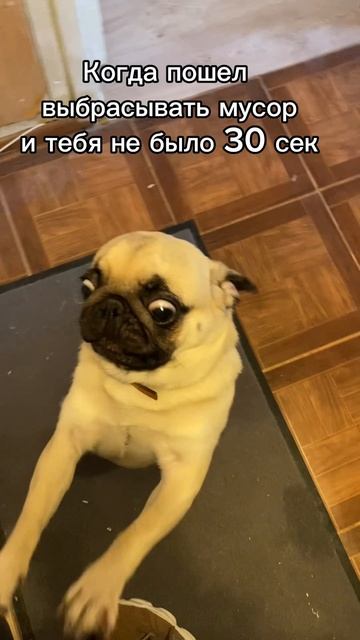 Когда тебя не было пол жизни #юмор #мопс#мопсы#блогер#мопсики#животные
#собака#собакалучшийдруг