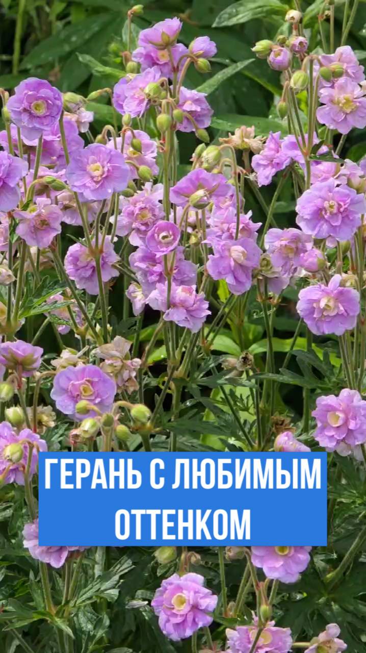 Эта герань идеально подходит для холодного климата.