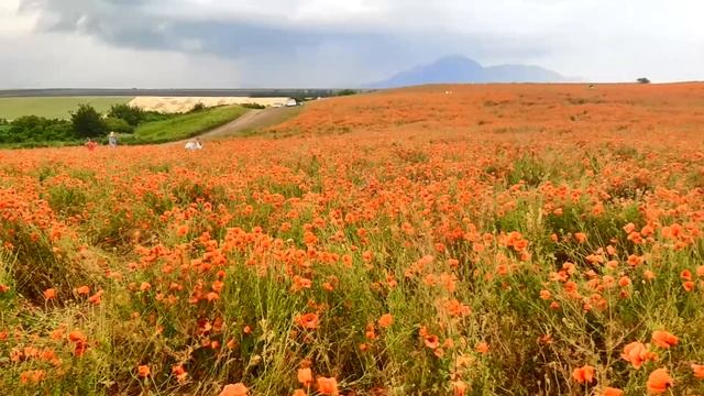 Маковое поле Пятигорск Село Юца 16.06.2025