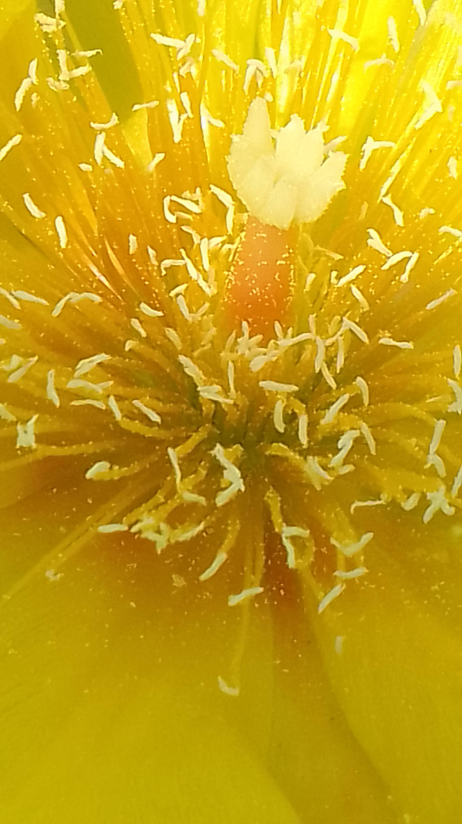 Opuntia humifusa Опунция зацвела #суккуленты