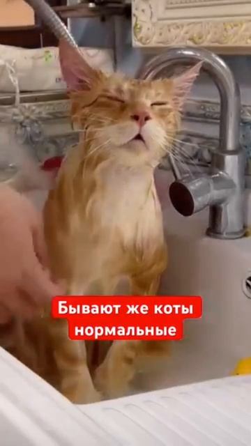 бывают же нормальные коты