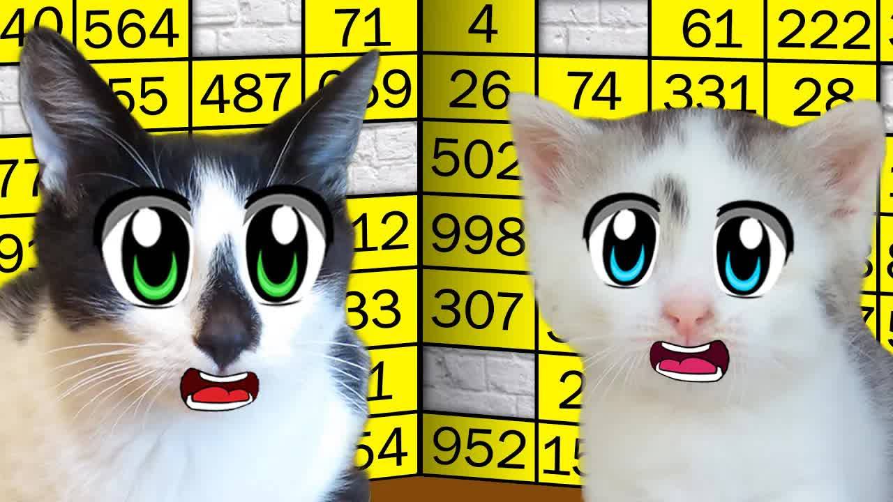 24 часа на выживание: Кошачьи испытания начинаются! 🏅📢