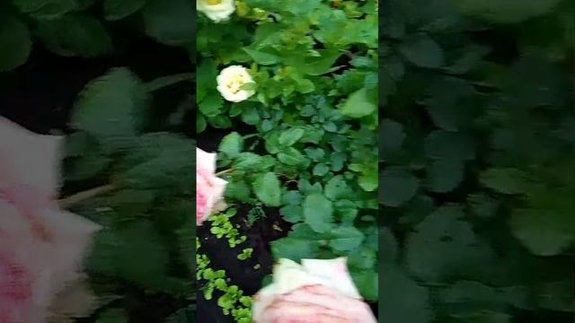 1000013368.mp4