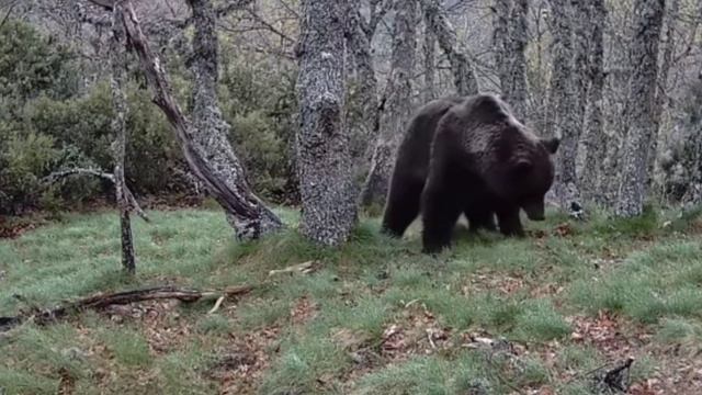 Видео фотоловушки медведь