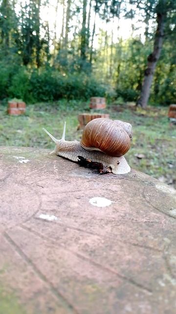 Улитка. Красавица. 🐌
