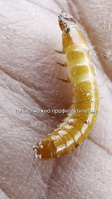 Как защитить всходы пшеницы от проволочника и нематод
