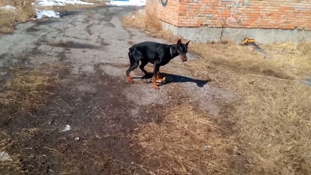 Доберман  прогулка