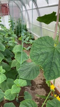 Первые огурчики #огурчики #огурциы #теплица #огурцывтеплице #перцы #зелень #деревня #жизньвдеревне