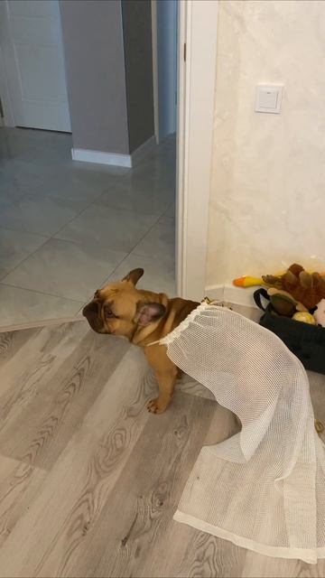 The Funny King Richie    #FrenchBulldog
