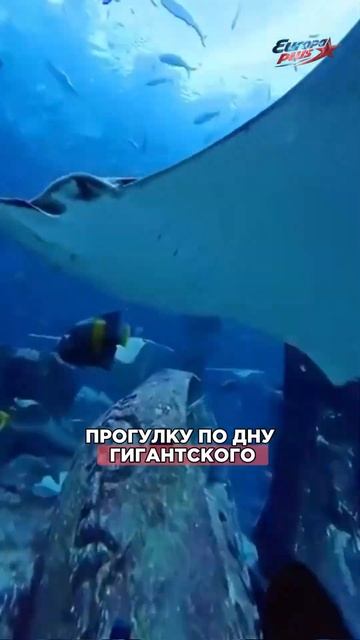 Они ГУЛЯЮТ по морскому ДНУ! #shorts