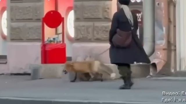 По Васильевскому лису водили