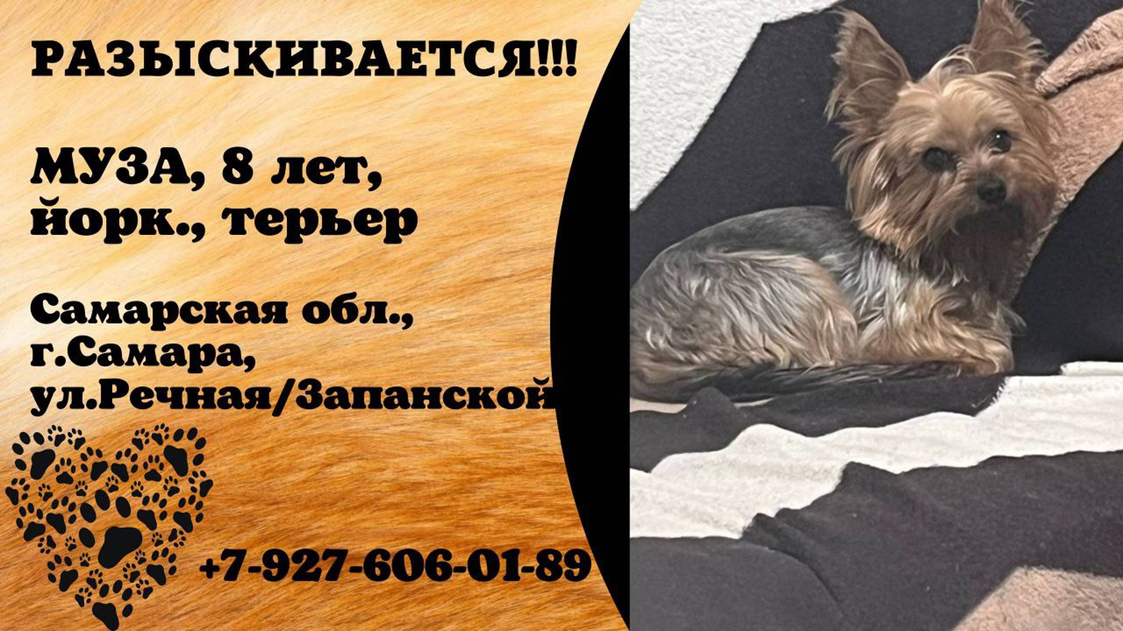 Пропала собака! МУЗА. 8 лет. Йоркширский терьер. Самарская обл, г.Самара