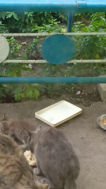 Наше утро. котики завтракают 🐱💯🇷🇺