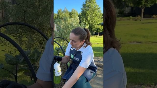 КАК СПАСТИ БАКЛАЖАНЫ ОТ ПАУТИННОГО КЛЕЩА?