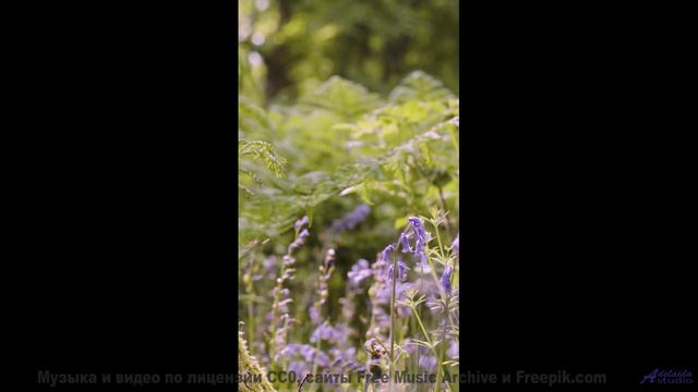 Пейзажи танцуют вместе с каждой нотой - Hammon Pop Rock -- Johannes Grote -- Unnamed album