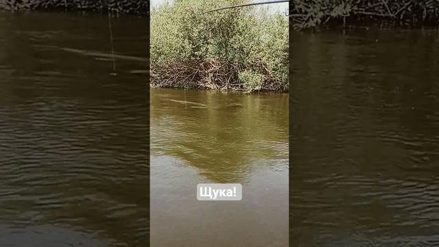 пока открытие сезона не радует #рыбалка #fishing #троллинг #щуканатроллинг