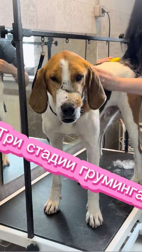три стадии груминга