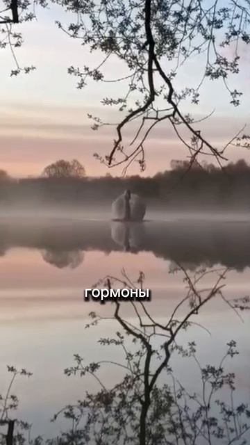 Диагностика суставов.mp4