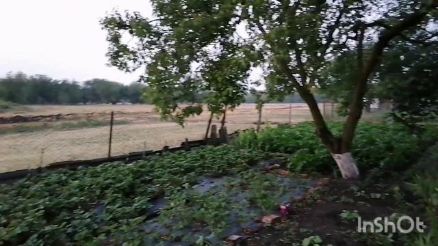 Дачный влог / Собираем урожай, делаем заготовки / Тихий летний вечер