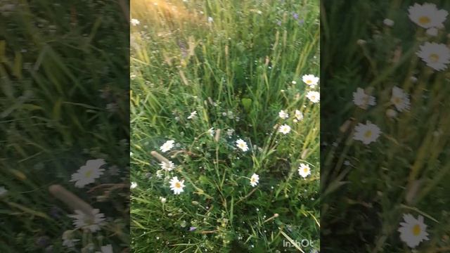 Июнь _ мой самый любимый летний месяц.mp4