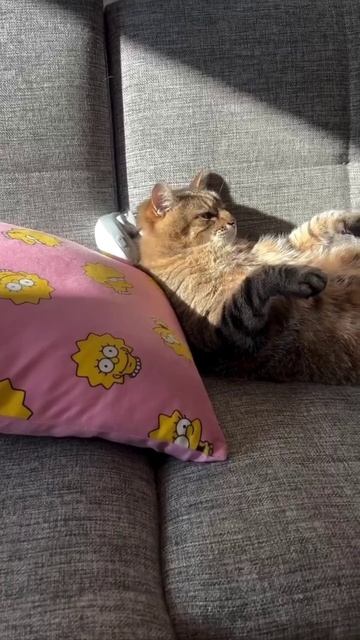 КОТИК КАЙФУЕТ 🐱