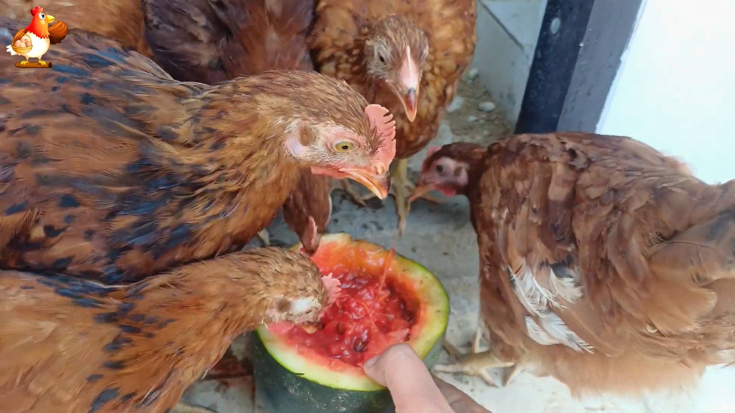 Цыплятам Род Айленд 102-103 дня  ❣️🐤🐥😂