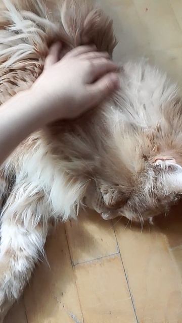 Обещанное знакомство с котиками!