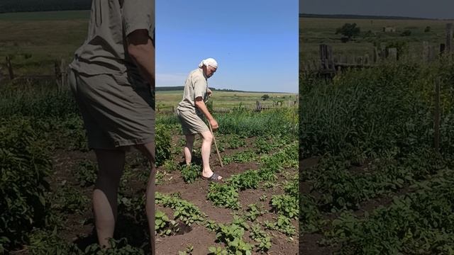 Спасаю картоху